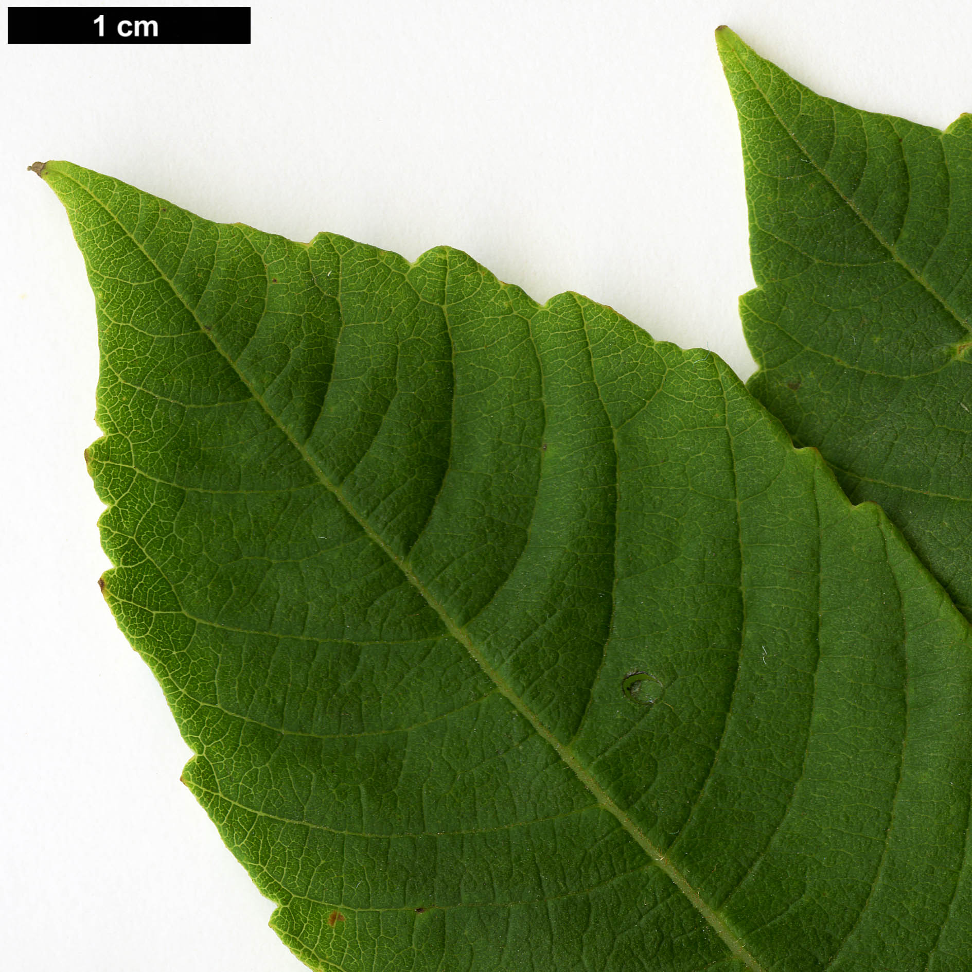 High resolution image: Family: Anacardiaceae - Genus: Rhus - Taxon: chinensis